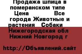 Продажа шпица в померанском типе › Цена ­ 20 000 - Все города Животные и растения » Собаки   . Нижегородская обл.,Нижний Новгород г.